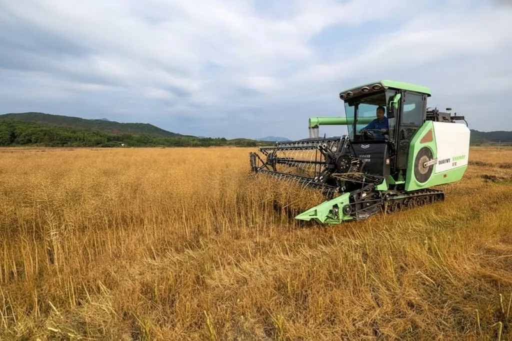 Grain Combine Harvester